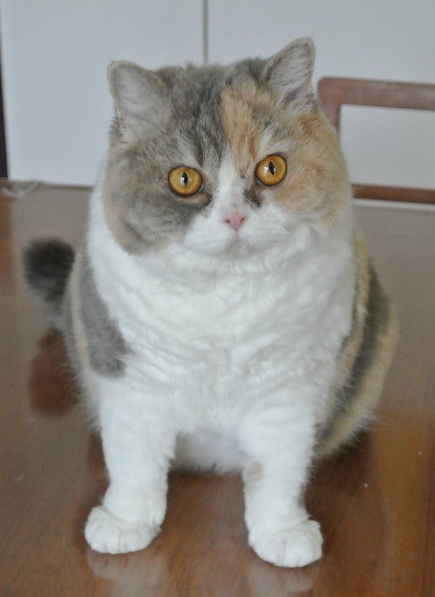 CH Dramatails Blue Jasmine of Modany, blue spotted torbie and white Selkirk Rex, born July 20th, 2013 alias Löckchen