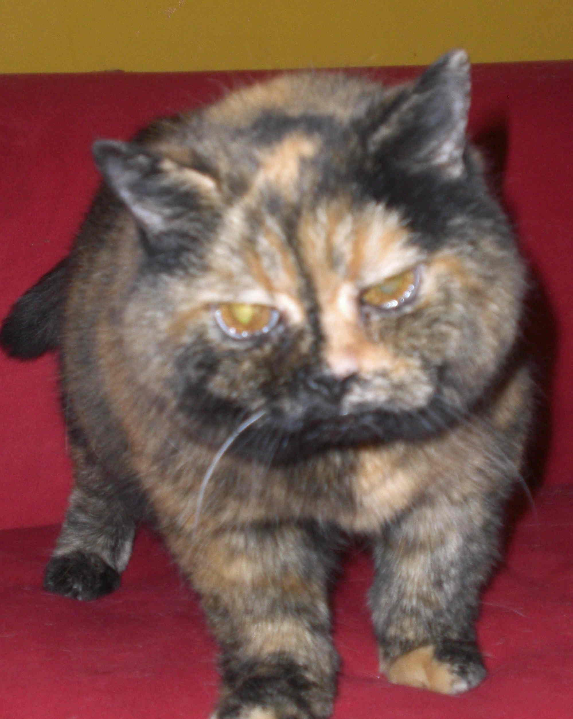 CH. Modany's Apocalypse Angel, tortie, * 5.5.1993 - 20.2.2013, alias ZWETSCHKE