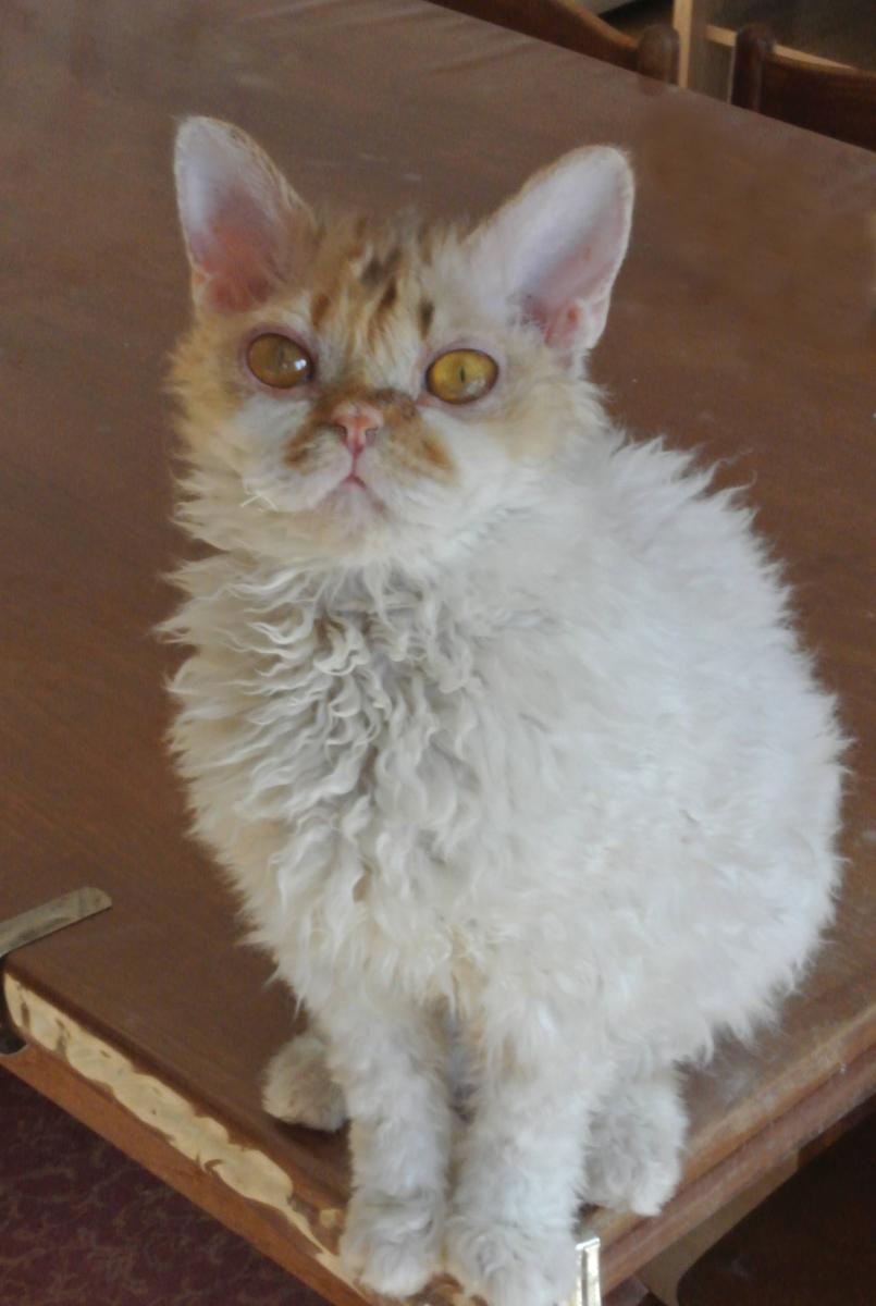 Modany Qurly Divine, chocolate torbie and white Selkirk Rex