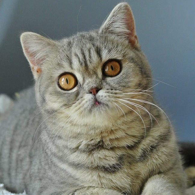 Kittykatkids The one and Only Ophelia, blue spotted tabby BKH