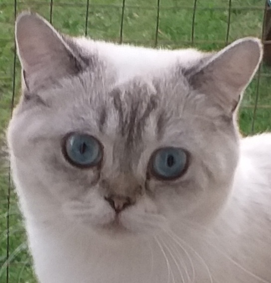daisy