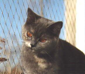 Int.Ch. Jacky vom Tonkay , bluetortie, *July 19, 1991-2007 alias "Mamamaus"