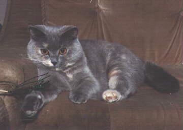 Int.Ch. Jacky vom Tonkay , bluetortie, *July 19, 1991-2007 alias "Mamamaus"