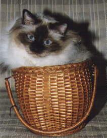 Nemorino von Wildegg - "Nuki", Birma seal point