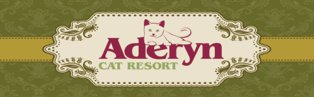 Aderyn cat resort in Wales, UK